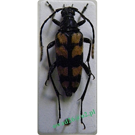 Leptura quadrifasciata Linnaeus, 1758 female